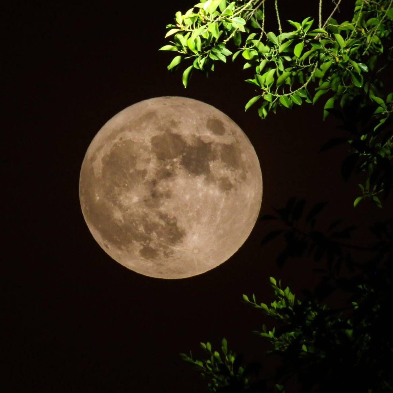 Strawberry Supermoon